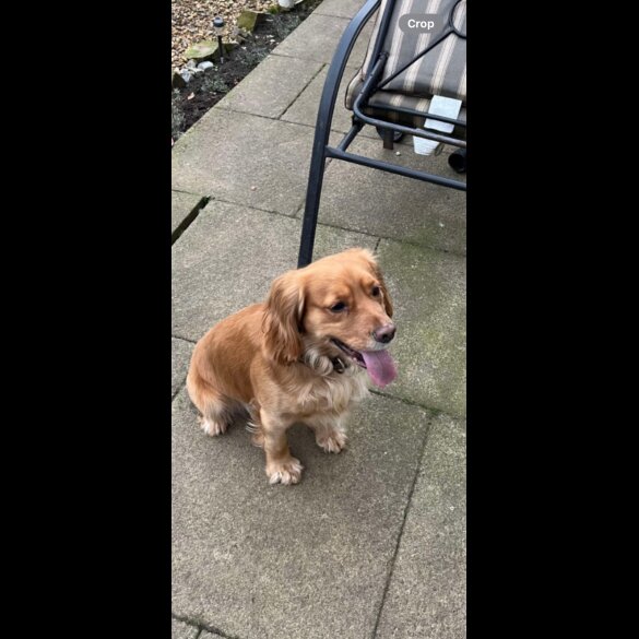 Cocker Spaniel (Working &amp; Show) - Both