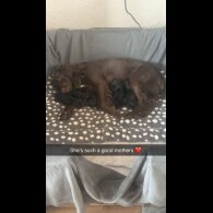 Cocker Spaniel (Working &amp; Show) - Both