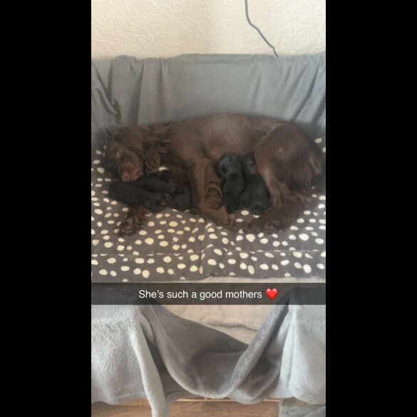 Cocker Spaniel (Working &amp; Show) - Both