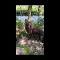 Cocker Spaniel (Working &amp; Show) - Both