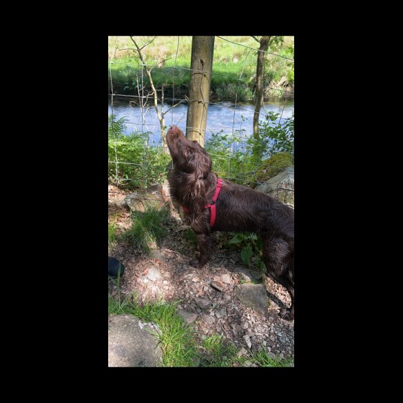 Cocker Spaniel (Working &amp; Show) - Both