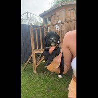 Cocker Spaniel (Working &amp; Show) - Both