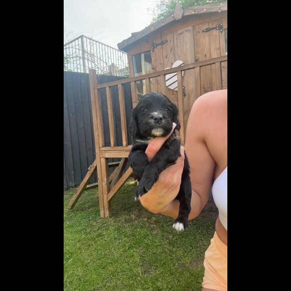 Cocker Spaniel (Working &amp; Show) - Both