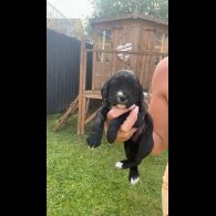 Cocker Spaniel (Working &amp; Show) - Both