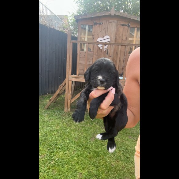 Cocker Spaniel (Working &amp; Show) - Both