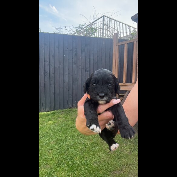 Cocker Spaniel (Working &amp; Show) - Both