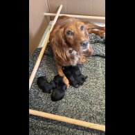 Cocker Spaniel (Working &amp; Show) - Bitches