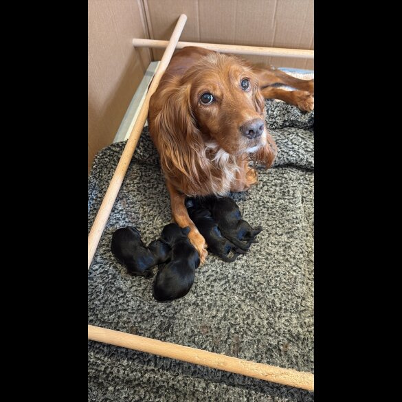 Cocker Spaniel (Working &amp; Show) - Bitches