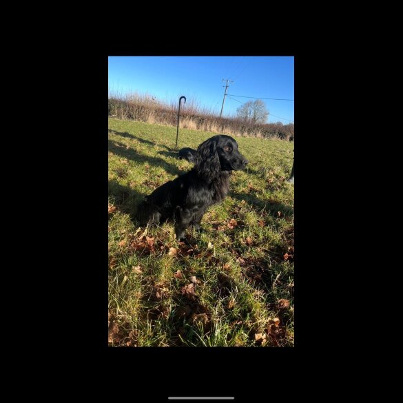 Cocker Spaniel (Working &amp; Show) - Bitches
