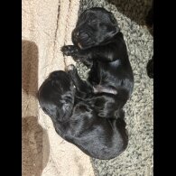 Cocker Spaniel (Working &amp; Show) - Bitches