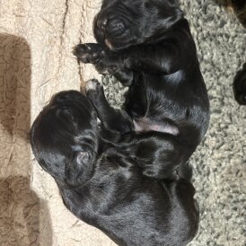 Cocker Spaniel (Working &amp; Show) - Bitches