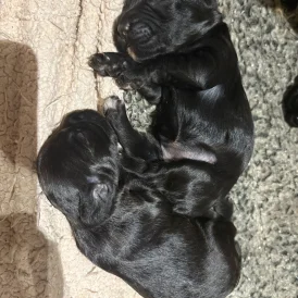 Cocker Spaniel (Working &amp; Show) - Bitches