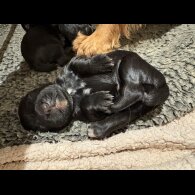 Cocker Spaniel (Working &amp; Show) - Bitches