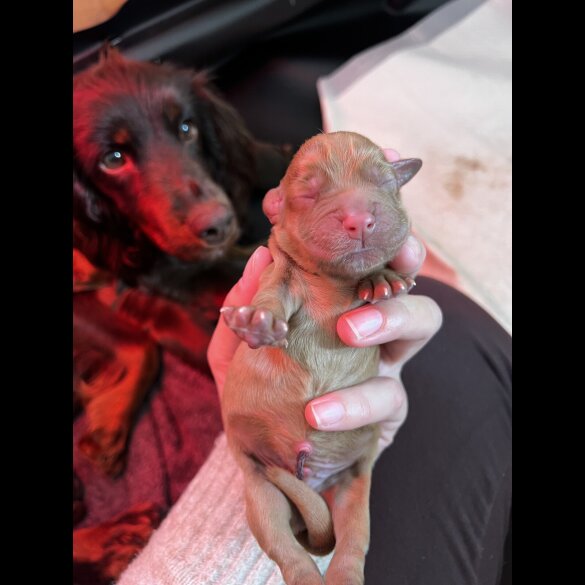 Cocker Spaniel (Working &amp; Show) - Both
