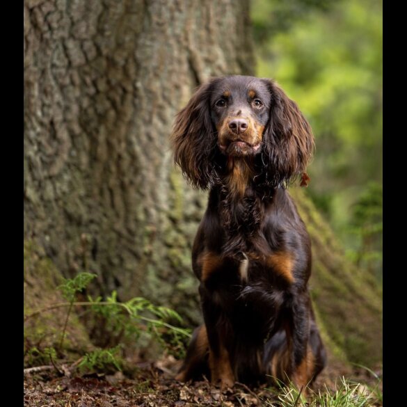 Cocker Spaniel (Working &amp; Show) - Both