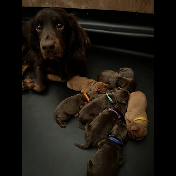 Cocker Spaniel (Working &amp; Show) - Both