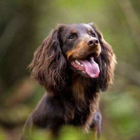 Cocker Spaniel (Working &amp; Show) - Both