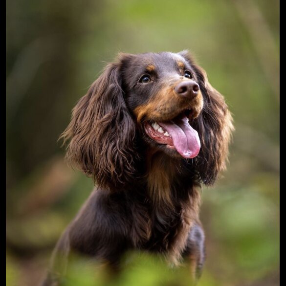 Cocker Spaniel (Working &amp; Show) - Both