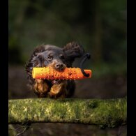 Cocker Spaniel (Working &amp; Show) - Both