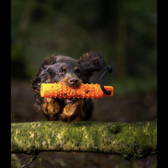 Cocker Spaniel (Working &amp; Show) - Both