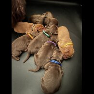 Cocker Spaniel (Working &amp; Show) - Both