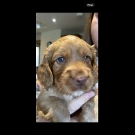 Cocker Spaniel (Working &amp; Show) - Both