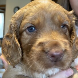 Cocker Spaniel (Working &amp; Show) - Both
