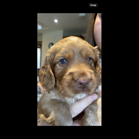 Cocker Spaniel (Working &amp; Show) - Both