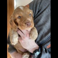 Cocker Spaniel (Working &amp; Show) - Both