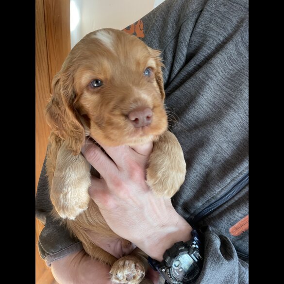 Cocker Spaniel (Working &amp; Show) - Both