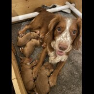 Cocker Spaniel (Working &amp; Show) - Both
