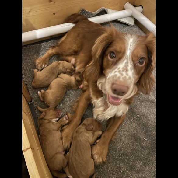 Cocker Spaniel (Working &amp; Show) - Both