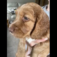 Cocker Spaniel (Working &amp; Show) - Both