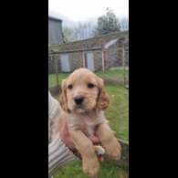 Mixed Breed - Dogs