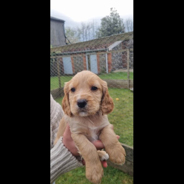 Mixed Breed - Dogs