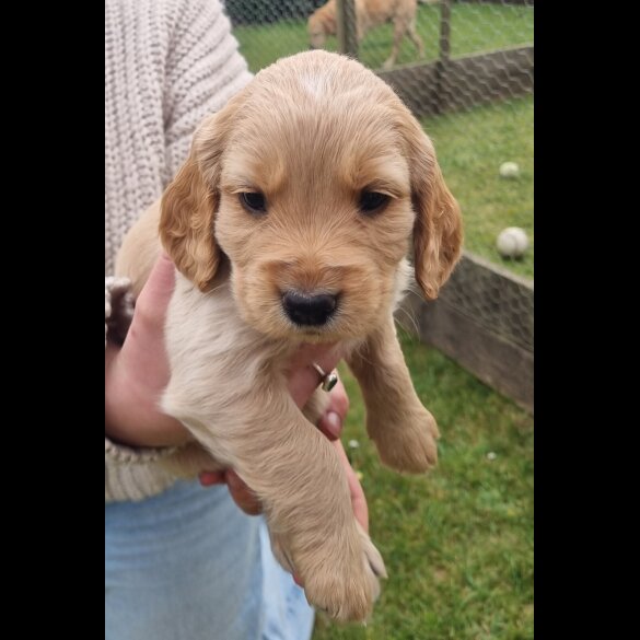 Mixed Breed - Dogs