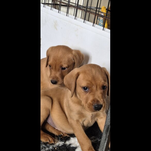 Labrador Retriever - Both