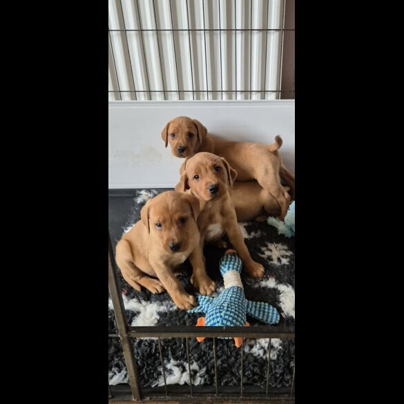 Labrador Retriever - Both