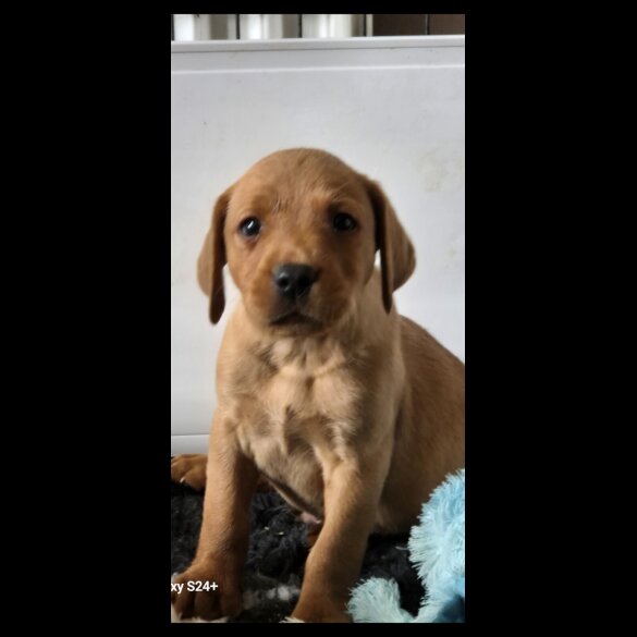 Labrador Retriever - Both