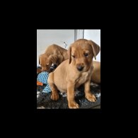 Labrador Retriever - Both