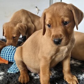 Labrador Retriever - Both