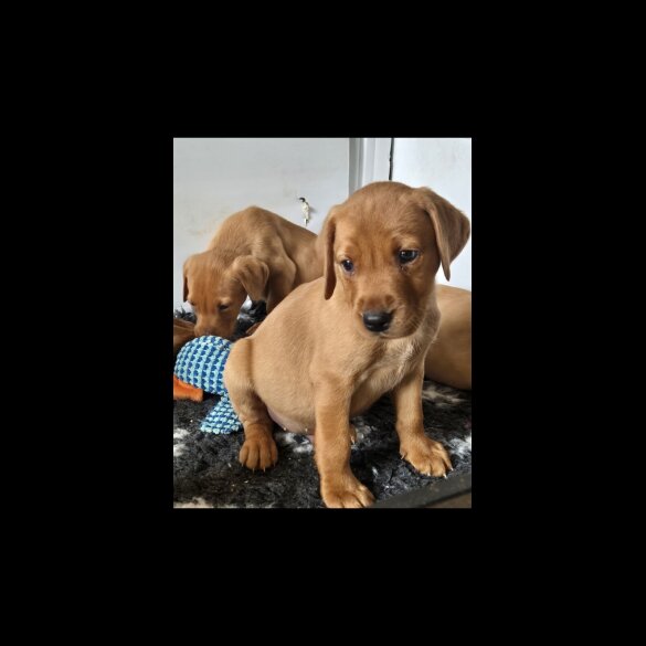 Labrador Retriever - Both