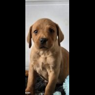 Labrador Retriever - Both