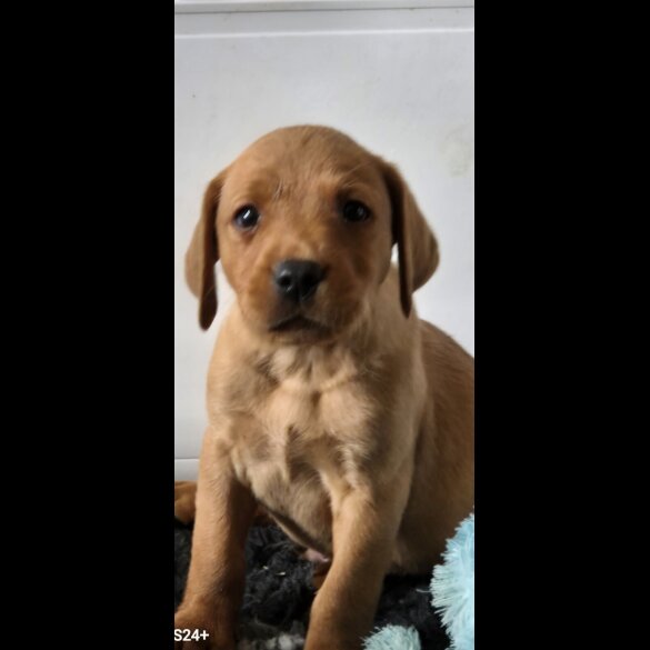 Labrador Retriever - Both