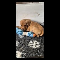 Labrador Retriever - Both