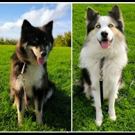 Siberian Husky - Both