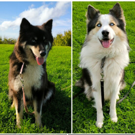 Siberian Husky - Both