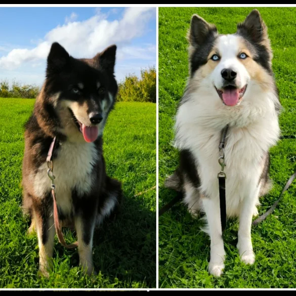 Siberian Husky - Both