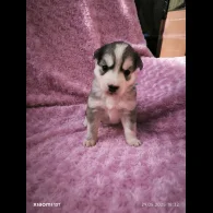 Siberian Husky - Both
