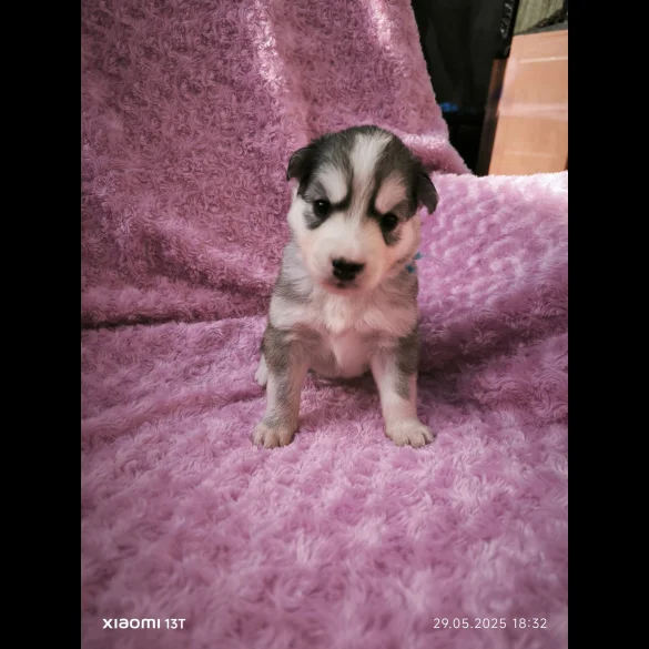 Siberian Husky - Both